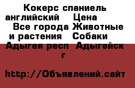 Кокерс спаниель английский  › Цена ­ 4 500 - Все города Животные и растения » Собаки   . Адыгея респ.,Адыгейск г.